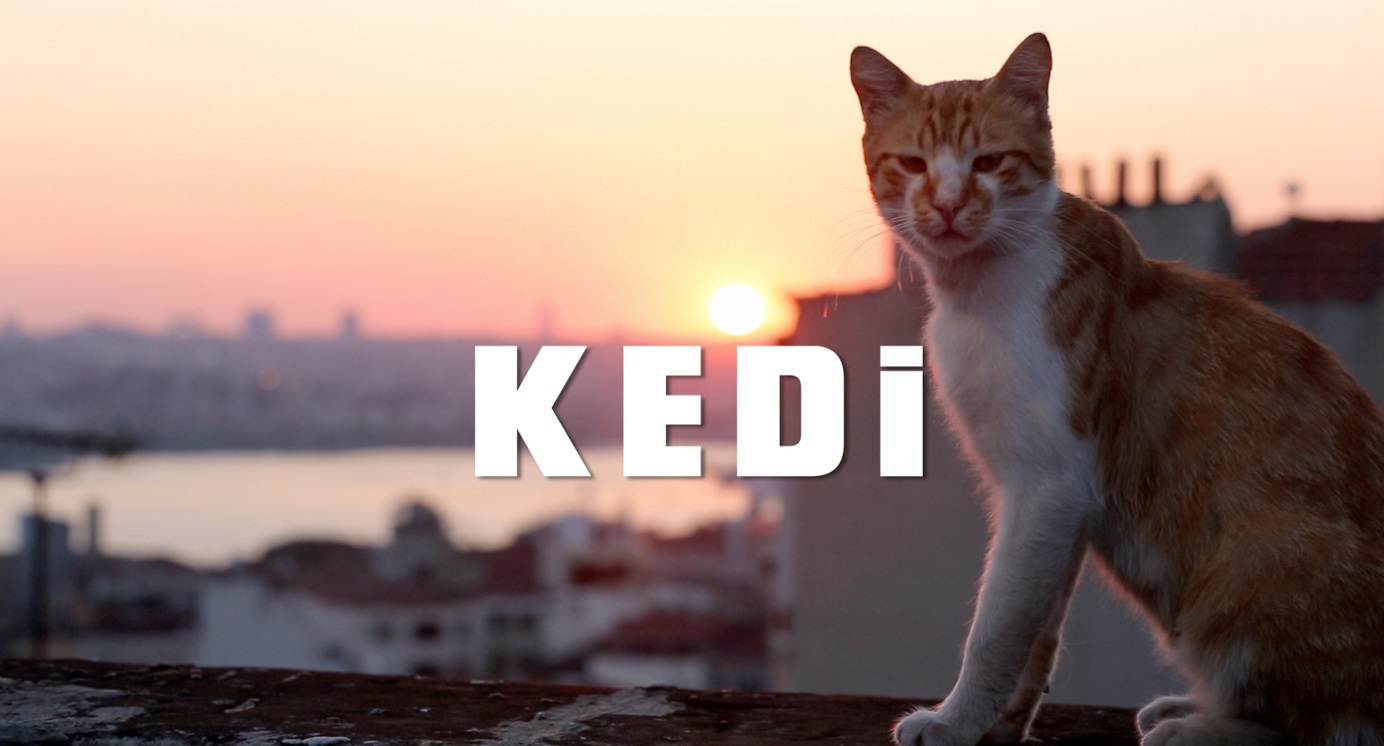 En İyi 5 Kedi Filmi