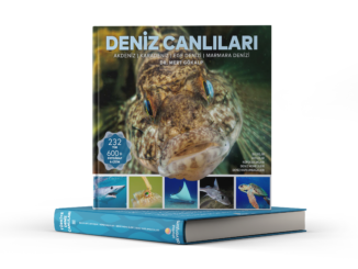 deniz canlıları