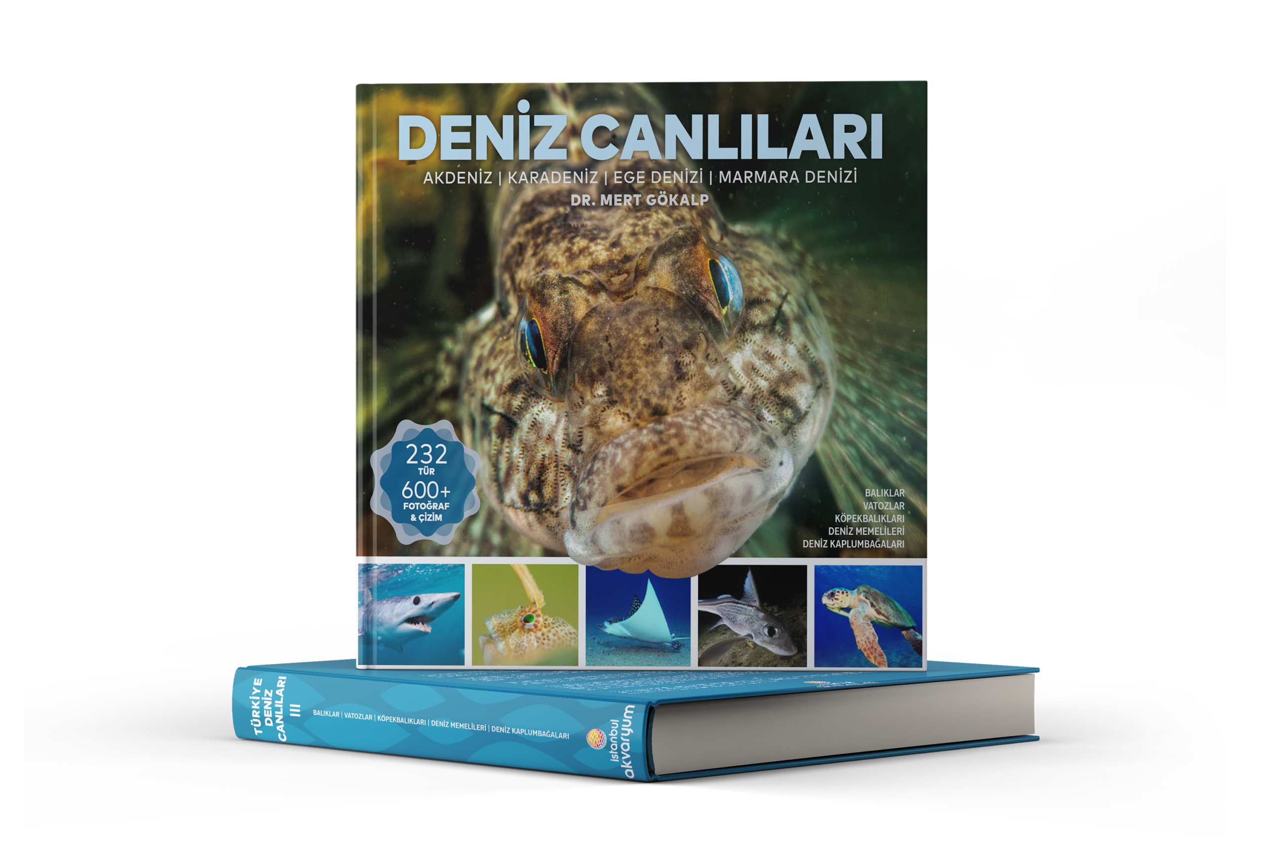 deniz canlıları